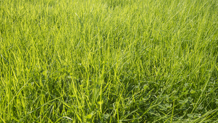 Green grass surface background