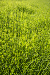 Green grass surface background