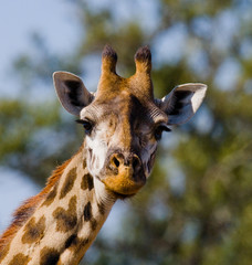 Portrait of a giraffe. Kenya. Tanzania. East Africa. An excellent illustration.