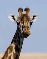 Portrait of a giraffe. Kenya. Tanzania. East Africa. An excellent illustration.