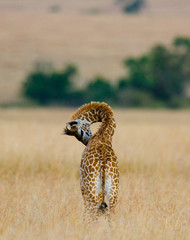 Baby giraffe in the savannah. Kenya. Tanzania. East Africa. An excellent illustration.