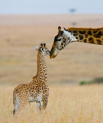 Fototapety  Kobieta żyrafa z dzieckiem na sawannie. Kenia. Tanzania. Wschodnia Afryka. Doskonała ilustracja.
