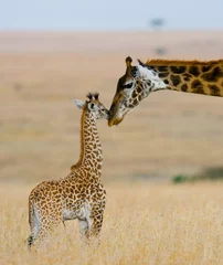 Papier Peint photo autocollant Girafe Girafe femelle avec un bébé dans la savane. Kenya. Tanzanie. Afrique de l& 39 Est. Une excellente illustration.