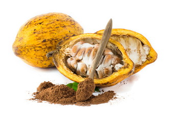 Cocoa pod on a white background.
