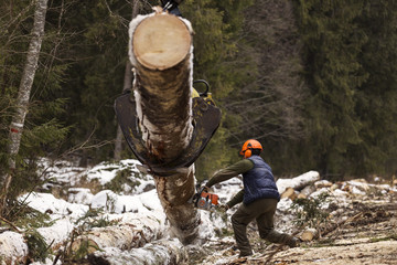 Woodcutter using a chain saw to cut the tree trunk into logs