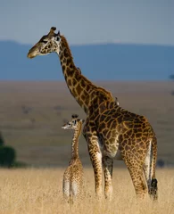 Deurstickers Chocoladebruin Vrouwelijke giraf met een baby in de savanne. Kenia. Tanzania. Oost Afrika. Een uitstekende illustratie.