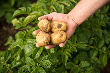 Kartoffeln in Hand mit Kartoffelpflanzen im Hintergrund