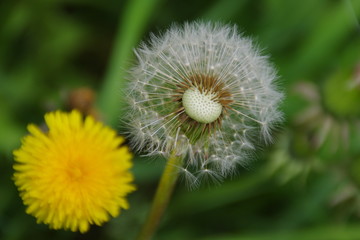 Blüten und Pusteblume