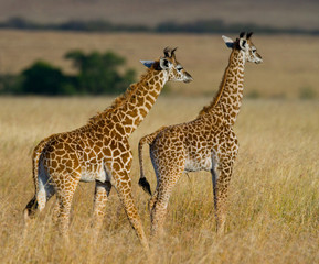 Obraz premium Two baby giraffes in savanna. Kenya. Tanzania. East Africa. An excellent illustration.