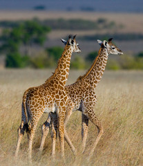 Naklejka na ściany i meble Two baby giraffes in savanna. Kenya. Tanzania. East Africa. An excellent illustration.