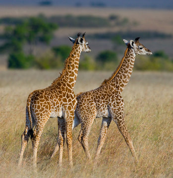 Two baby giraffes in savanna. Kenya. Tanzania. East Africa. An excellent illustration.