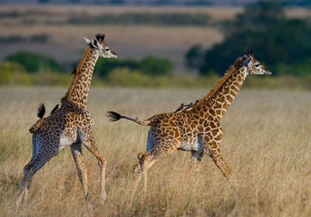 Two baby giraffe in savanna. Kenya. Tanzania. East Africa. An excellent illustration