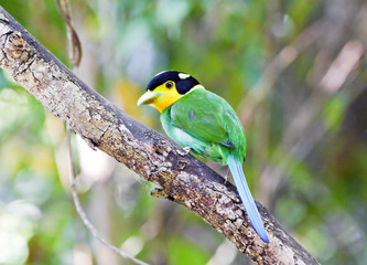 Long-tailed Broadbil.
