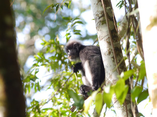 Dusky leaf monkey