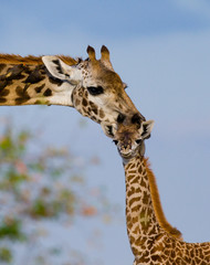 Naklejka premium Female giraffe with a baby in the savannah. Kenya. Tanzania. East Africa. An excellent illustration.