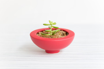 赤いお椀型の鉢に多肉植物