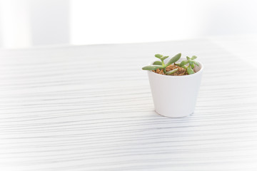 白い鉢の小さな観葉植物
