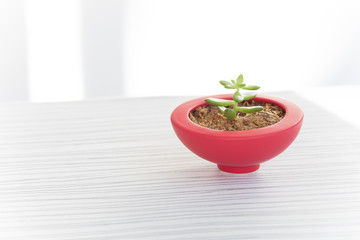 赤いお椀型の鉢に多肉植物