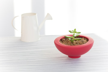 赤いお椀型の鉢の多肉植物に水をあげる