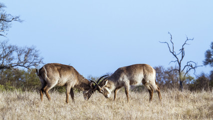 Obraz na płótnie Canvas Waterbuck in Kruger National park