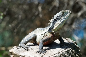 Monitor lizard on a stone in natural background. Monitor lizard is common name of several large lizard species, comprising the genus Varanus.They are native to Africa,Asia and Oceania.Australia fauna