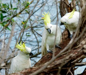 Sulphur-crested Cockatoo, Cacatua galleria,large white cockatoo popular in Australia and New Guinea,big white parrot in green blur background,parrot isolated on tree background, selective focus to eye © renatados