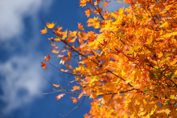 Yellow maple leaves in autumn