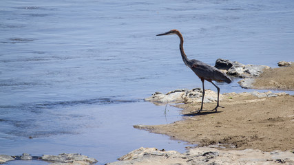 Goliath heron in Kruger National park
