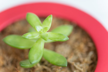 赤いお椀型の鉢に多肉植物