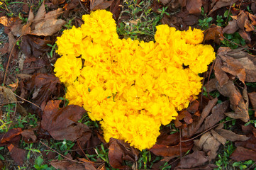marigold flower in heart  shape background