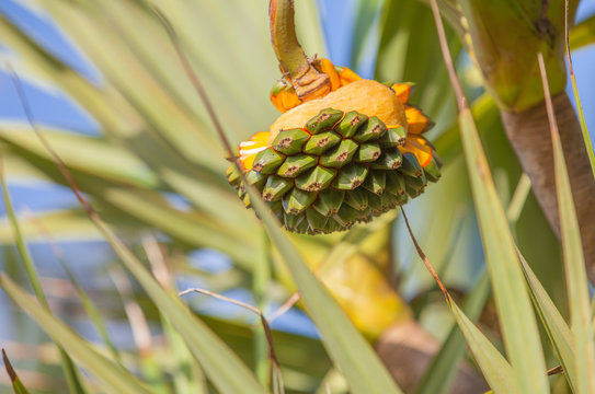  pinpin, fruit m&ucirc;r du vacoa, pandanus utilis, R&eacute;union 