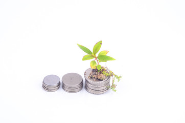 Fototapeta na wymiar plant sprouting from a group of coins white background. business