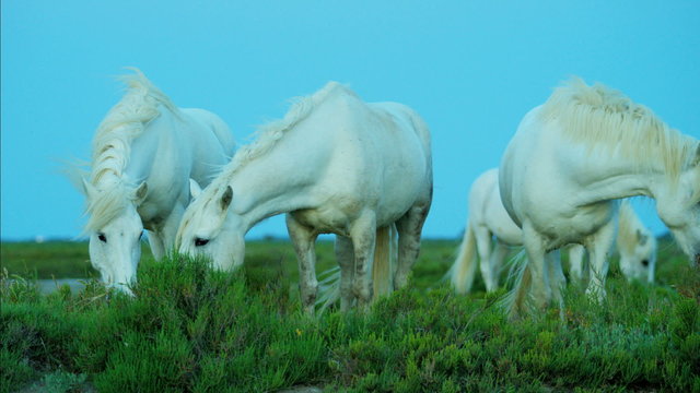 Camargue horses Mediterranean marshland travel