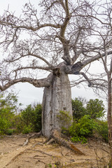 Baobab à Madagascar