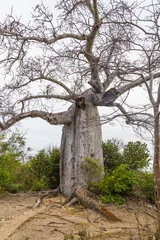 Crédence de cuisine en verre imprimé Baobab Baobab à Madagascar