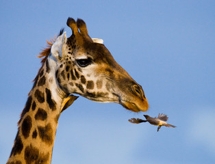 Giraffe with bird. A rare photograph. Kenya. Tanzania. East Africa. An excellent illustration.