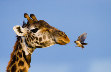 Giraf met vogel. Een zeldzame foto. Kenia. Tanzania. Oost Afrika. Een uitstekende illustratie.