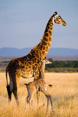 Fototapete Giraffe Weibliche Giraffe mit einem Baby in der Savanne. Kenia. Tansania. Ostafrika. Eine hervorragende Illustration.