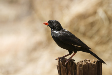 Fototapeta premium Red-billed Buffalo-Weaver in Kruger National park