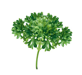 beautiful parsley herb isolated on white