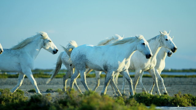 France Camargue animal horses freedom vegetation marshland