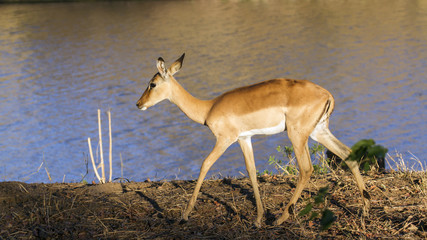 Impala in Kruger National park