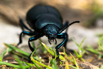 Bloody-nosed beetle (Timarcha tenebricosa). A large beetle in the family Chrysomelidae, the leaf and seed beetles
