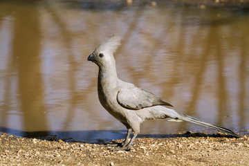 Grey go-away bird in Kruger National park