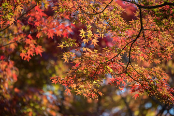 Maple tree in autumn