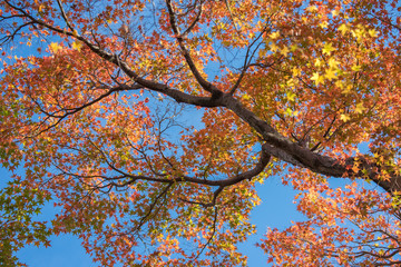 Maple tree in autumn