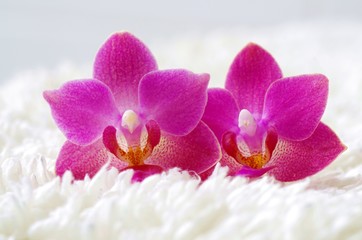 Orchidee auf weißem Plüsch