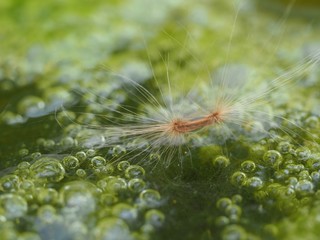 Alstonia Scholaris Seed With Tufts Of Hairs At Both End On Bubbling Water Background