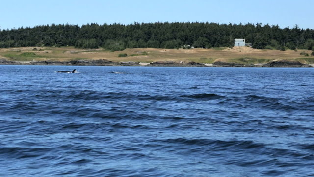 Aquatic Species Mammal Orca Killer Whale Marine Biology Travel Tourism Ocean 