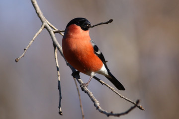 Male of Eurasian Bullfinch